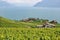 Famous vineyards in Lavaux against Geneva lake. Switzerla