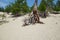 Famous walking trees in Sandy Bay on the coast of Lake Baikal.