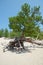 Famous walking trees in Sandy Bay on the coast of Lake Baikal.