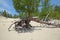 Famous walking trees in Sandy Bay on the coast of Lake Baikal.