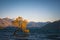 Famous That Wanaka Three in New Zealand in the gusty wind of the morning Golden hour