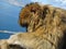 Famous wild Barbary macaques family that are relaxing in Gibraltar Rock