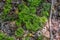 Fan clubmoss on the ground