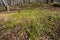 Fan clubmoss population at Case Mountain in Manchester, Connecticut.