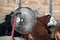 Fan cooling show cattle at a livestock show