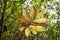 Fan of dry leaves on the tip of a branch