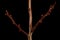 Fan-Leaved Hawthorn (Crataegus flabellata). Brachyblasts Closeup