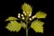 Fan-Leaved Hawthorn (Crataegus flabellata). Budding Flowers Closeup