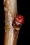 Fan-Leaved Hawthorn (Crataegus flabellata). Lateral Bud Closeup