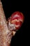 Fan-Leaved Hawthorn (Crataegus flabellata). Lateral Bud Closeup