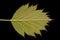 Fan-Leaved Hawthorn (Crataegus flabellata). Leaf Closeup
