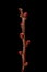 Fan-Leaved Hawthorn (Crataegus flabellata). Wintering Twig Apex Closeup