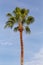 Fan Ornamental palm canopy on the streets of Los Angeles