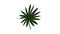 Fan palm leaf icon animation