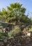 Fan Palm in a Rock Garden