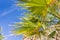 Fan Palm Tree Washingtonia filifera detail in the Lost Palms Oasis, a popular hiking spot, Joshua Tree National Park, California