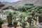 Fan palm trees in the rocky landscape of Indian Canyons near Palm Desert California