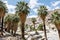 Fan palm trees in the rocky landscape of Indian Canyons near Palm Springs