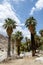 Fan palm trees in the rocky landscape of Indian Canyons near Palm Springs