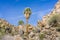 Fan Palm Trees Washingtonia filifera in the Lost Palms Oasis, a popular hiking spot, Joshua Tree National Park, California