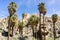 Fan Palm Trees Washingtonia filifera in the Lost Palms Oasis, a popular hiking spot, Joshua Tree National Park, California