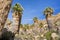 Fan Palm Trees Washingtonia filifera in the Lost Palms Oasis, a popular hiking spot, Joshua Tree National Park, California