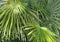 Fan Palm, Washingtonia, Fronds in Afternoon Sun