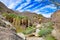 Fan palms in the oasis of Palm Canyon, Anza-Borrego, California, USA