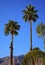 Fan Palms Trees Palm Springs California