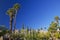 Fan Palms Trees Palm Springs California