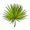 Fan shaped leaf of palmetto tree, sketch style vector illustration