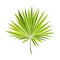 Fan shaped leaf of palmetto tree, vector illustration