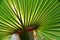 a fan shaped Palm leaf
