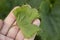 Fan-shaped wrinkling of grape leaves as sign of herbicidal burn.