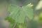 Fan-shaped wrinkling of grape leaves as sign of herbicidal burn.