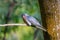 A Fan Tailed Cuckoo