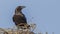 Fan-tailed Raven on Bush