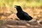 Fan-tailed Raven, Corvus rhipidurus, big black bird in the nature habitat, Lake Awassa in Ethiopia. Raven sitting on the gravel