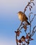 A Fan-tailed Warbler on a dry bush