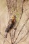Fan tailed Widowbird