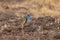 Fan Throated Lizard or Sitana in the Breeding display seen at Satara,Maharashtra,India