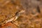 Fan-throated lizard, Sitana laticeps , Kolhapur , INDIA