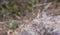 Fan throated lizard (Sitana ponticeriana ) with nature background macro closeup 