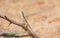 Fan throated lizard (Sitana ponticeriana ) with nature background macro closeup 