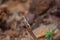 Fan throated lizard (Sitana ponticeriana ) with nature background macro closeup 