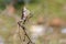 Fan throated lizard (Sitana ponticeriana ) with nature background macro closeup 