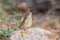 Fan throated lizard (Sitana ponticeriana ) with nature background macro closeup 