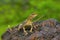 The fan-throated lizard, Sitana ponticeriana- pregnant female