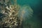 Fan worm at dusty sea weed