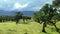 Fanal forest on Madeira island